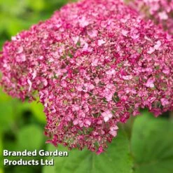 Hydrangea Arborescens 'Sweet Annabelle' -Garden Supplies Sale HYDR SWEETANNA S17162