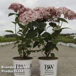 Hydrangea Arborescens 'Sweet Annabelle' -Garden Supplies Sale HYDR SWEETANNA S45792