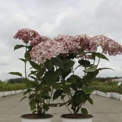 Hydrangea Arborescens 'Sweet Annabelle' -Garden Supplies Sale HYDR SWEETANNA S45792 NOW