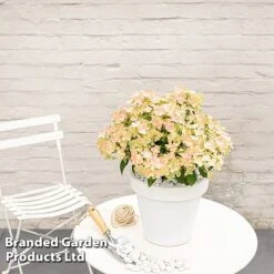 Hydrangea Paniculata 'Switch Ophelia' -Garden Supplies Sale HYDR SWITCH S40976