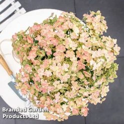 Hydrangea Paniculata 'Switch Ophelia' -Garden Supplies Sale HYDR SWITCH S40977