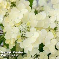 Hydrangea Paniculata 'Switch Ophelia' -Garden Supplies Sale HYDR SWITCH S40979