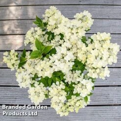 Hydrangea Paniculata 'Switch Ophelia' -Garden Supplies Sale HYDR SWITCH S40980