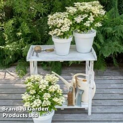 Hydrangea Paniculata 'Switch Ophelia' -Garden Supplies Sale HYDR SWITCH S40981