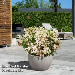 Hydrangea Paniculata 'Switch Ophelia' -Garden Supplies Sale HYDR SWITCH S40982