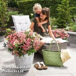 Hydrangea Paniculata 'Switch Ophelia' -Garden Supplies Sale HYDR SWITCH S40983