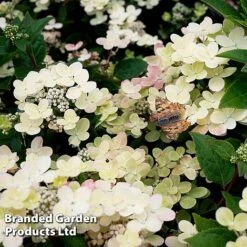 Hydrangea Paniculata 'Switch Ophelia' -Garden Supplies Sale HYDR SWITCH S40984