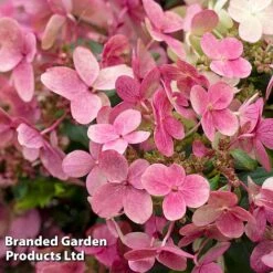 Hydrangea Paniculata 'Switch Ophelia' -Garden Supplies Sale HYDR SWITCH S40986