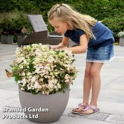 Hydrangea Paniculata 'Switch Ophelia' -Garden Supplies Sale HYDR SWITCH S40987