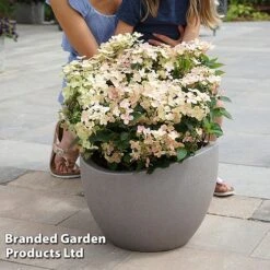 Hydrangea Paniculata 'Switch Ophelia' -Garden Supplies Sale HYDR SWITCH S40989