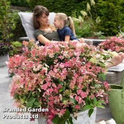 Hydrangea Paniculata 'Switch Ophelia' -Garden Supplies Sale HYDR SWITCH S40991