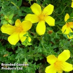 Hypericum Olympicum 'Citrinum' -Garden Supplies Sale HYPE KC9112 C