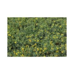 Hypericum Kalmianum 'Blue Velvet' -Garden Supplies Sale HYPE T66261 A h