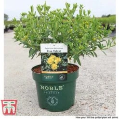 Hypericum Kalmianum 'Blue Velvet' -Garden Supplies Sale HYPE T66261 C