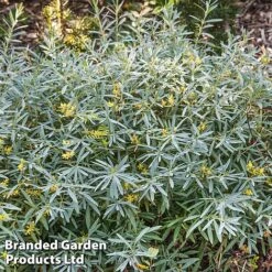Hypericum Kalmianum 'Cobalt-n-Gold'