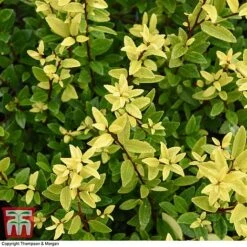 Holly Triflora Var. Kanehirae -Garden Supplies Sale ILEX T28603 A1