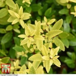 Holly Triflora Var. Kanehirae -Garden Supplies Sale ILEX T28604 A1