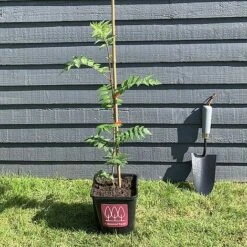 Rowan Tree (Sorbus Aucuparia) Grown By Cotswold Trees -Garden Supplies Sale IMG 6925