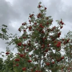 Rowan Tree (Sorbus Aucuparia) Grown By Cotswold Trees -Garden Supplies Sale IMG 7250