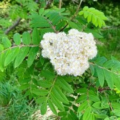 Rowan Tree (Sorbus Aucuparia) Grown By Cotswold Trees -Garden Supplies Sale IMG 9538
