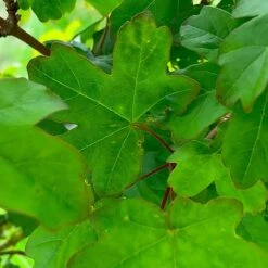 Field Maple Tree (Acer Campestre) Grown By Cotswold Trees -Garden Supplies Sale IMG 9546
