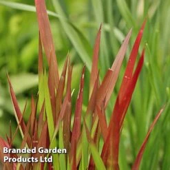Colourful Ornamental Grass Collection -Garden Supplies Sale IMPE REDBARON W48106