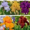 Iris 'Re-Blooming Collection'