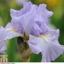 Iris 'Re-Blooming Collection' -Garden Supplies Sale IRIS T10126 B1