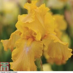 Iris 'Re-Blooming Collection' -Garden Supplies Sale IRIS T10126 C1