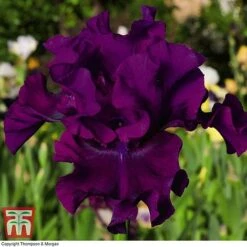 Iris 'Re-Blooming Collection' -Garden Supplies Sale IRIS T10126 D2