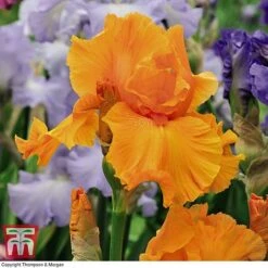 Iris 'Re-Blooming Collection' -Garden Supplies Sale IRIS T10126 E2