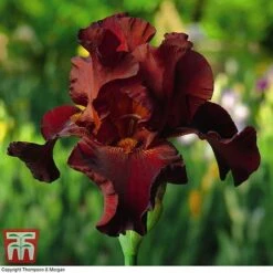 Iris 'Re-Blooming Collection' -Garden Supplies Sale IRIS T10126 F2
