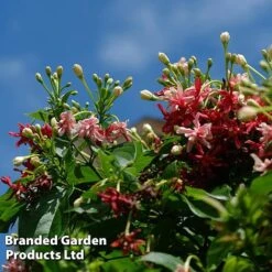 Jasminum X Stephanense -Garden Supplies Sale JASM MH7556 A