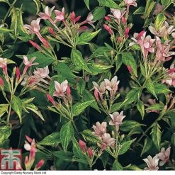 Jasminum X Stephanense -Garden Supplies Sale JASM T80300 B