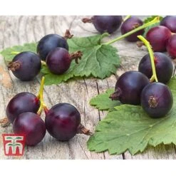 Casseille -Garden Supplies Sale JOST DWW3581 CC