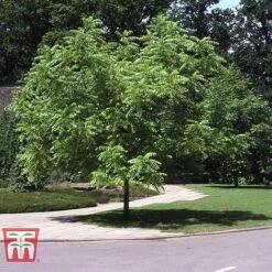 Black Walnut -Garden Supplies Sale JUGL TKA2057 E