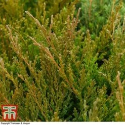 Juniperus Horizontalis 'Andorra Compact' -Garden Supplies Sale JUNI T28606 A1