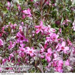 Phlox Douglasii 'Rosea'