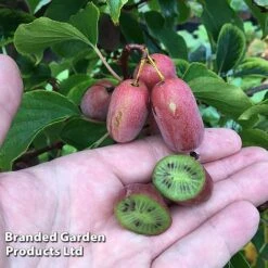 Kiwi 'Pink Jumbo'