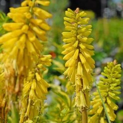 Red Hot Poker 'Lemon Popsicle' -Garden Supplies Sale KNIP T65189 B