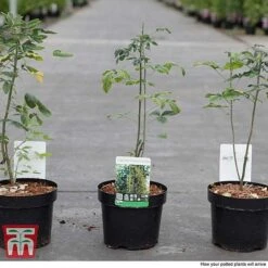 Laburnum Anagyroides -Garden Supplies Sale LABU T58204 C1