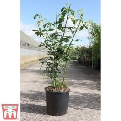 Laburnum X Watereri 'Vossii' -Garden Supplies Sale LABU TKA3212 A