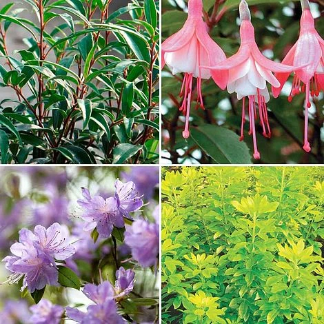 Nurseryman's Choice Large Potted Plants 1 Nurseryman's Choice Large Potted Plants