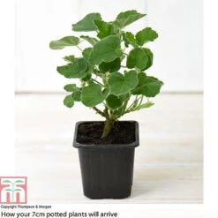 Lavatera X Clementii 'Rosea' -Garden Supplies Sale LAVA TJ80176B B1