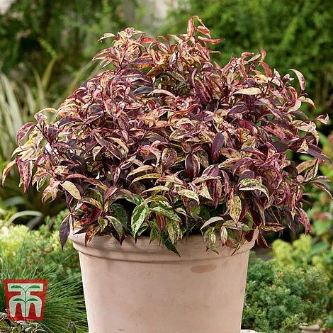 Leucothoe Fontanesiana 'Makijaz' 2 Leucothoe Fontanesiana 'Makijaz' - Image 2