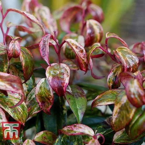 Leucothoe Fontanesiana 'Makijaz' 1 Leucothoe Fontanesiana 'Makijaz'