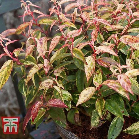 Leucothoe Fontanesiana 'Makijaz' 4 Leucothoe Fontanesiana 'Makijaz' - Image 4