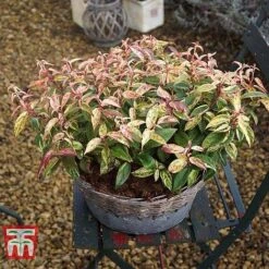Leucothoe Fontanesiana 'Makijaz' 18 Leucothoe Fontanesiana 'Makijaz' -Garden Supplies Sale LEUC T66325 G