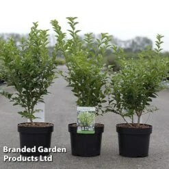 Ligustrum Ovalifolium 'Green Diamond'
