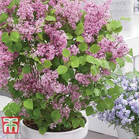 Lilac Dwarf 'Flowerfesta® Pink' 1 Lilac Dwarf 'Flowerfesta® Pink'